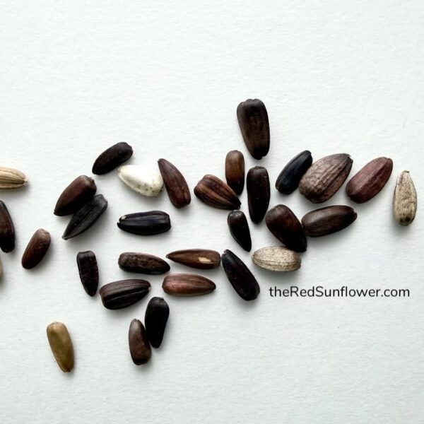 Sunflower Seeds